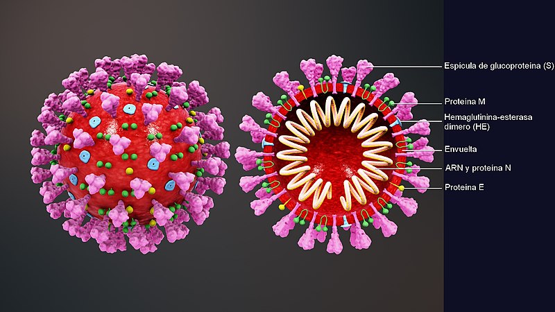 800px-3D_medical_animation_coronavirus_structure_esp
